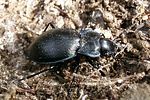 carabus-lusitanicus2-foto-martinez