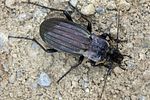 carabus-melancholicus-costatus-foto-martinez