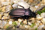 carabus-melancholicus-foto-andrade