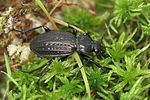 carabus-menetriesi-foto-fritze