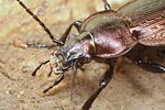 carabus-monilis-detail-foto-koehler