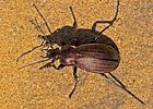 carabus-monilis-foto-goebelberggold