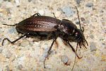 carabus-monilis-foto-koehler