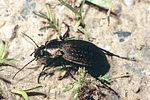 carabus-monilis-foto-rodenkirchen