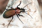 carabus-monilis-foto-swadzba