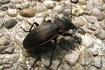 carabus-monilis-foto-wmueller