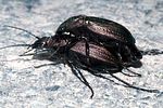 carabus-monilis-paar-foto-hamers