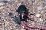 carabus-monilis-prey-foto-hamers