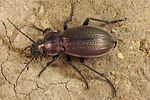 carabus-monilis2-foto-koehler