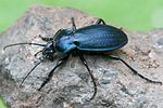 carabus-monilis2-foto-swadzba