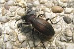 carabus-monilis2-foto-wmueller