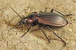 carabus-monilis4-foto-koehler
