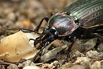 carabus-morbillosus-alternans-detail-foto-weidlich