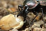 carabus-morbillosus-alternans-detail2-foto-weidlich