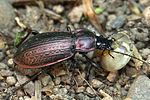 carabus-morbillosus-alternans-foto-weidlich