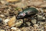carabus-morbillosus-alternans2-foto-weidlich