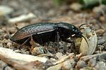 carabus-morbillosus-alternans3-foto-weidlich