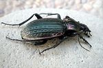 carabus-morbillosus-balearicus-foto-tanco