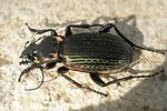 carabus-morbillosus-balearicus2-foto-tanco