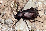 carabus-morbillosus-ferrugatus-foto-forst
