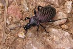 carabus-morbillosus-ferrugatus-foto-wolf