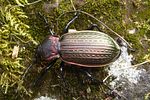 carabus-morbillosus-morbillosus-foto-gerken