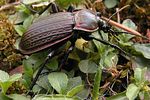 carabus-morbillosus-morbillosus-foto-morelli