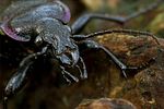 carabus-nemoralis-detail-foto-kammel