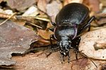 carabus-nemoralis-foto-bittner