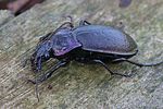 carabus-nemoralis-foto-faasen