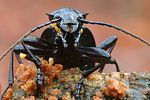 carabus-nemoralis-foto-gebel
