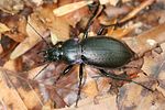 carabus-nemoralis-foto-haug