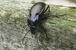 carabus-nemoralis-foto-holmes