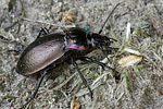 carabus-nemoralis-foto-medger