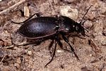 carabus-nemoralis-foto-rodenkirchen