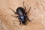 carabus-nemoralis-foto-roehrig