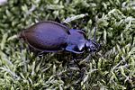 carabus-nemoralis-foto-rydzi