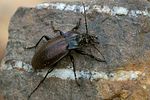carabus-nemoralis-foto-swadzba