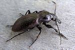 carabus-nemoralis-foto-tanner