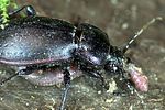 carabus-nemoralis-prey-foto-weidlich