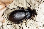 carabus-nemoralis2-foto-altmann