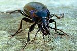 carabus-nemoralis2-foto-holmes