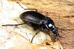 carabus-nemoralis2-foto-koehler