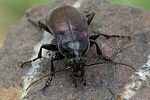 carabus-nemoralis2-foto-swadzba