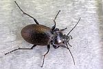 carabus-nemoralis2-foto-tanner