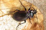 carabus-nemoralis3-foto-koehler