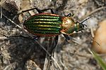 carabus-nitens-foto-crevecoeur