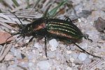 carabus-nitens-foto-hamers