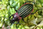 carabus-nitens-foto-weidlich
