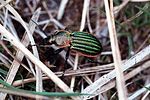 carabus-nitens3-foto-hamers